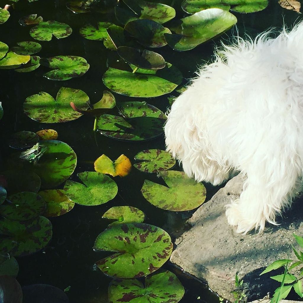 italiane_jamie's tweet image. The spring peepers att here me my dog wants them! #spring #springpeepers #springpeeper #sp… ift.tt/1sPzZpB