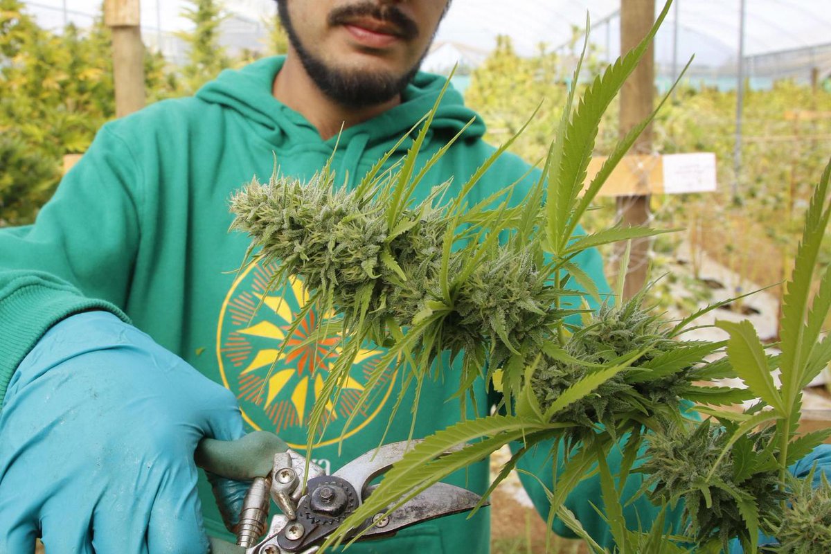 ilfoglio_it's tweet photo. Canna proibita. Solito dibattito monco sulle droghe. Legalizzarla? https://t.co/cN7wdwAtIL Ci scrive @LucaBizzarri https://t.co/N6MlwKPfB0