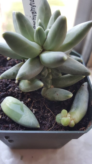 New buds showed up this morning!! https://t.co/vBLymoBb6y