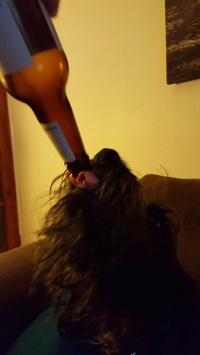JasonSoul41's tweet photo. It's Saturday and time to share a beer or two with a great friend 🐶 https://t.co/lYvkZXFyWF