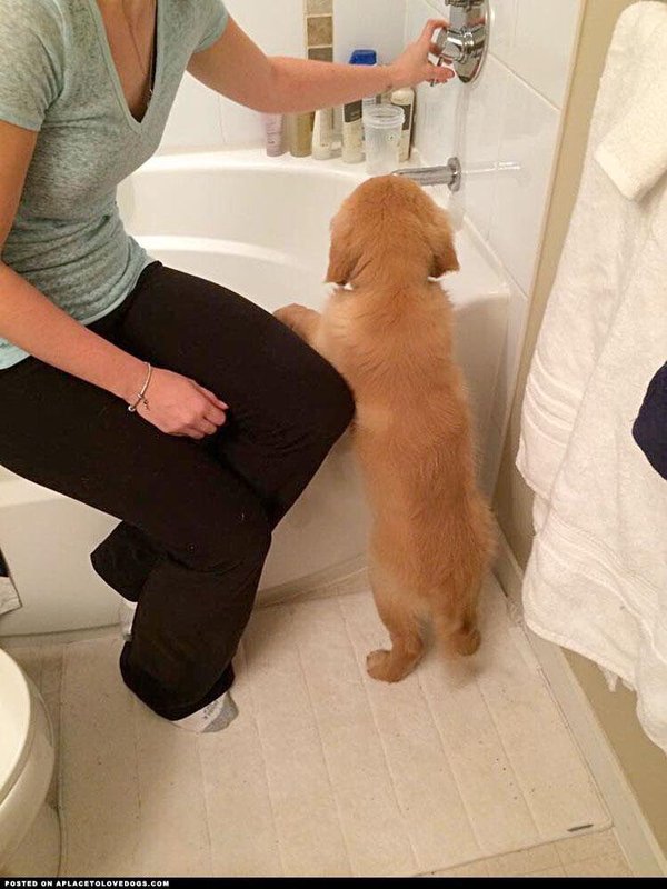 thefemaleboook's tweet photo. Golden retriever bath bomb 😍🐶 https://t.co/NnVJwMPyMH