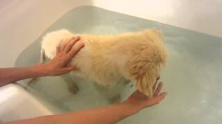thefemaleboook's tweet photo. Golden retriever bath bomb 😍🐶 https://t.co/NnVJwMPyMH
