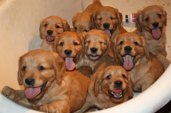 thefemaleboook's tweet photo. Golden retriever bath bomb 😍🐶 https://t.co/NnVJwMPyMH