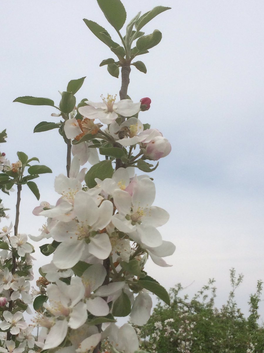 The bees are still hard at work pollinating the apple blossoms. #MIApples #pollinators