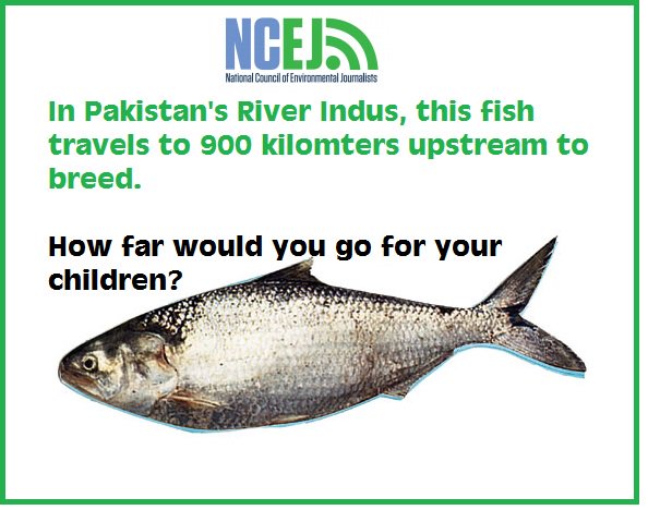 palla fish in pakistan