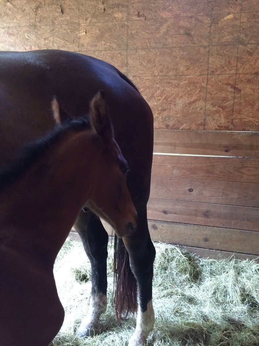 co_pony's tweet photo. 12 hour old ears for @Gooden_Uggla #NotATB https://t.co/uP4kRUvYFU