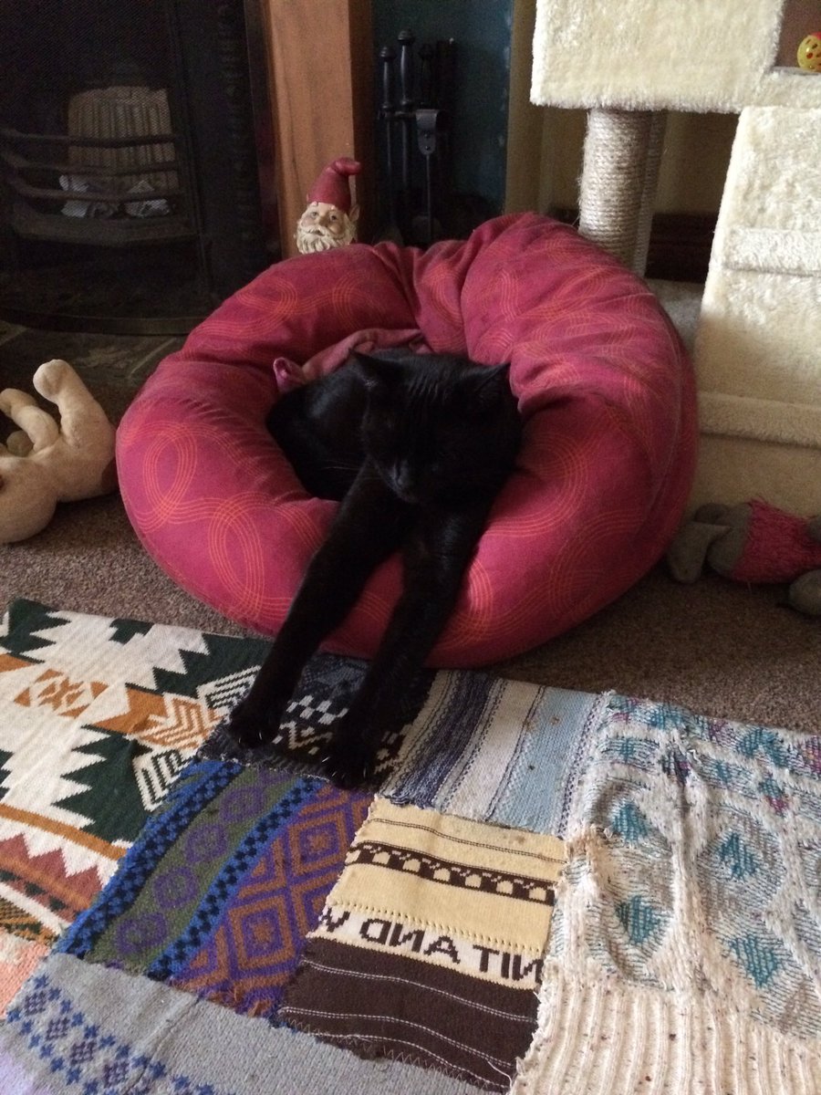 iamclivecat's tweet photo. I'm so comfy, this #caturday is good! https://t.co/ZTrPFO81IG