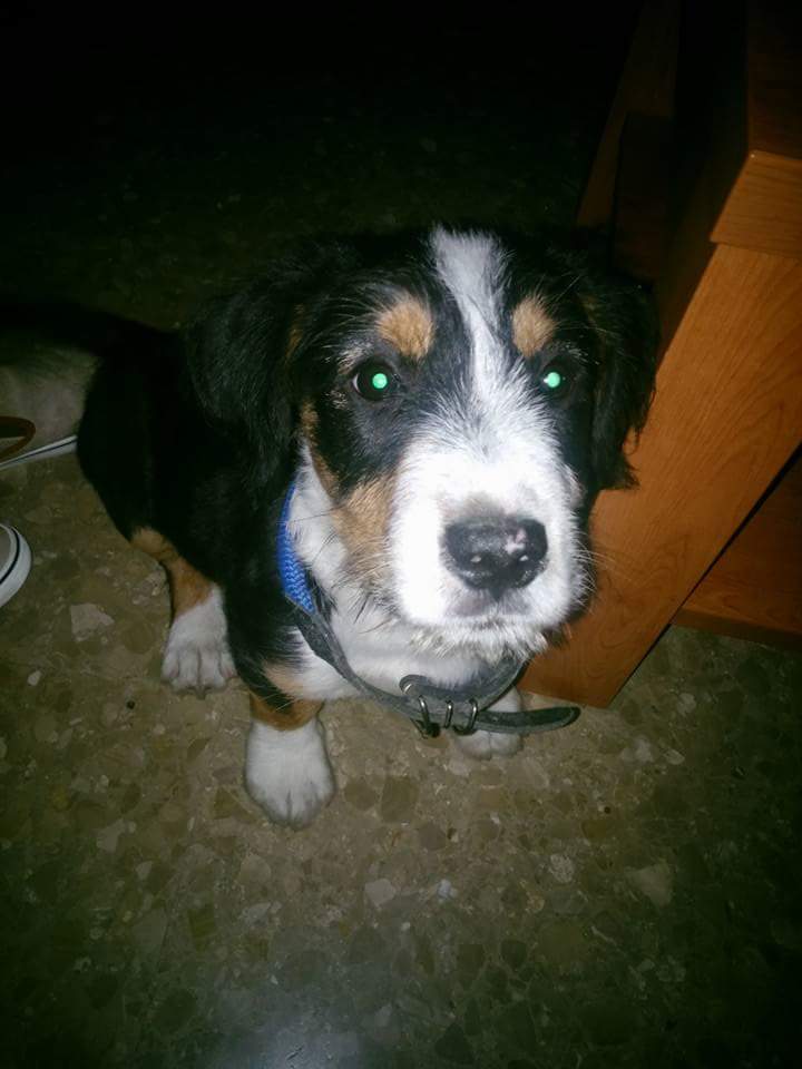 Cortecero96's tweet photo. Perro Perdido En G.Repsol(Carretera Córdoba-Valencia) y parece que tiene dueño. RT @CondondeJaen @Horajaen https://t.co/Ufz7NSpWiF