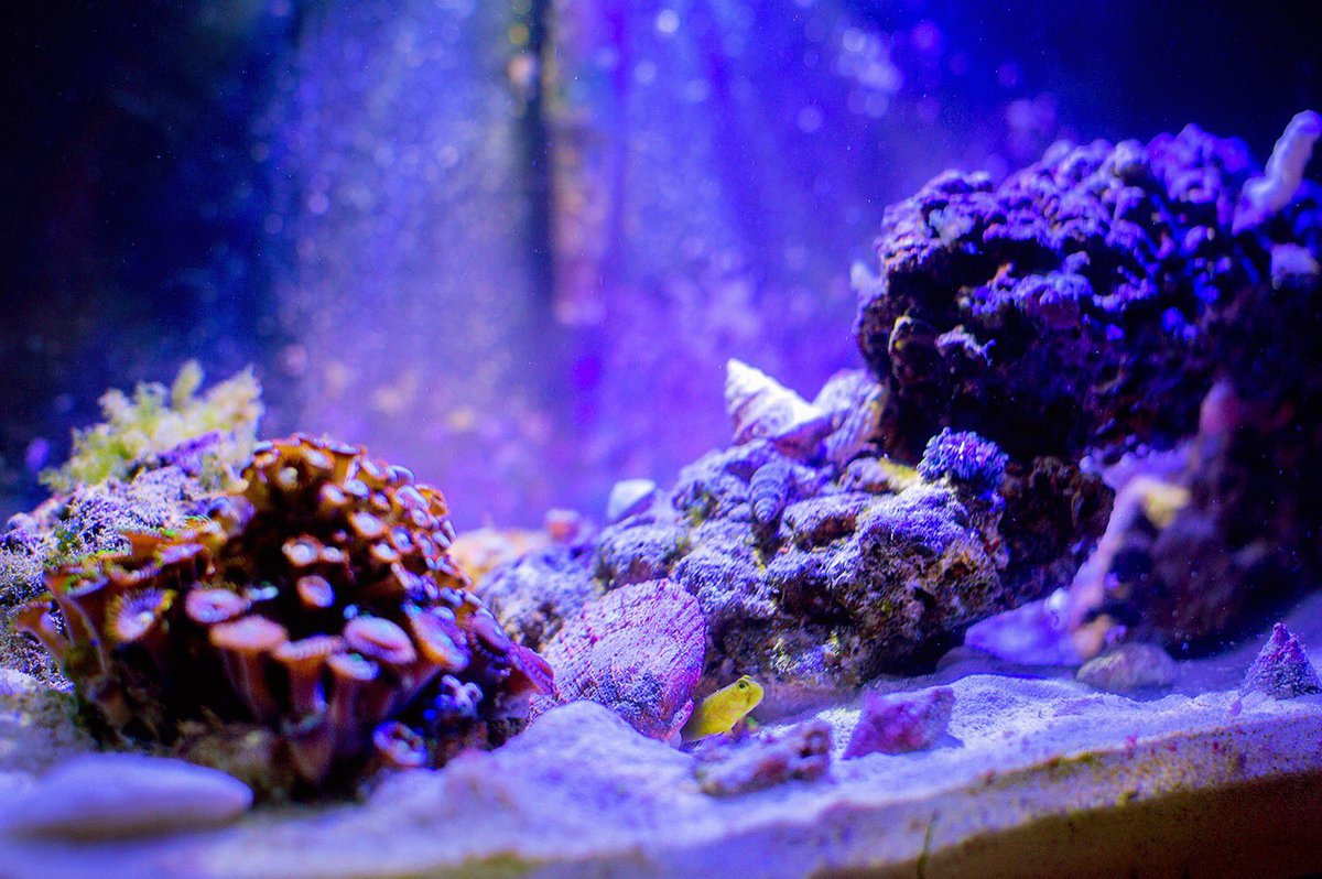 aliwithaneyeX's tweet photo. 😍 6 Gallon Nano Reef 🐠🦀 💕 #AliWithAnEye #FluvalEdge #PicoReef #NanoReef #ReefTank #Ocean #YellowWatchmenGoby https://t.co/3HyMWamtc6