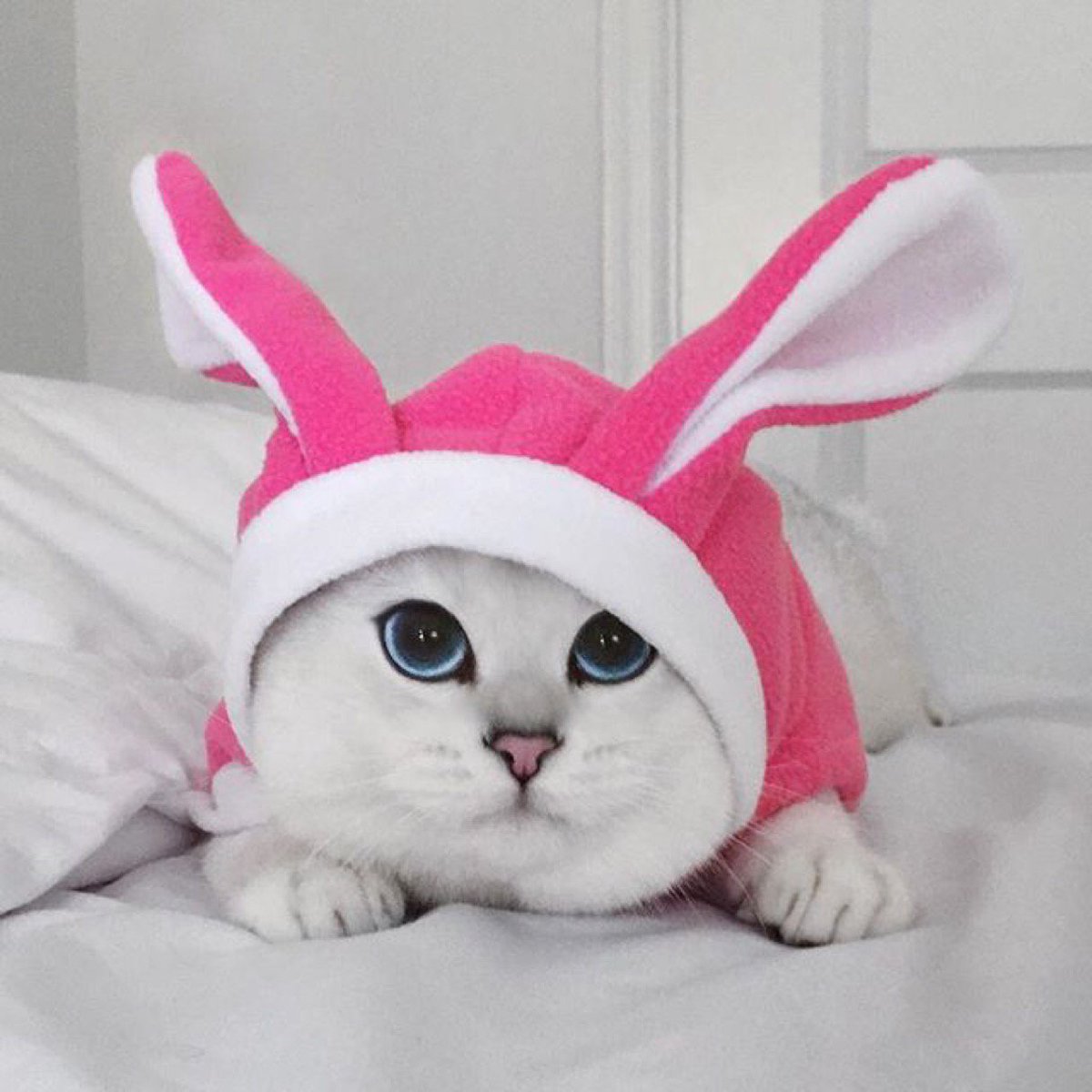 Cute Cats (@Cutie_Catz) / Posts / X