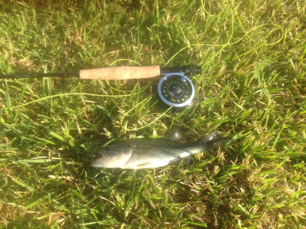 Rolandbarber77's tweet photo. Just bought a fly rod got my first bass! https://t.co/7RnGDWIwP2