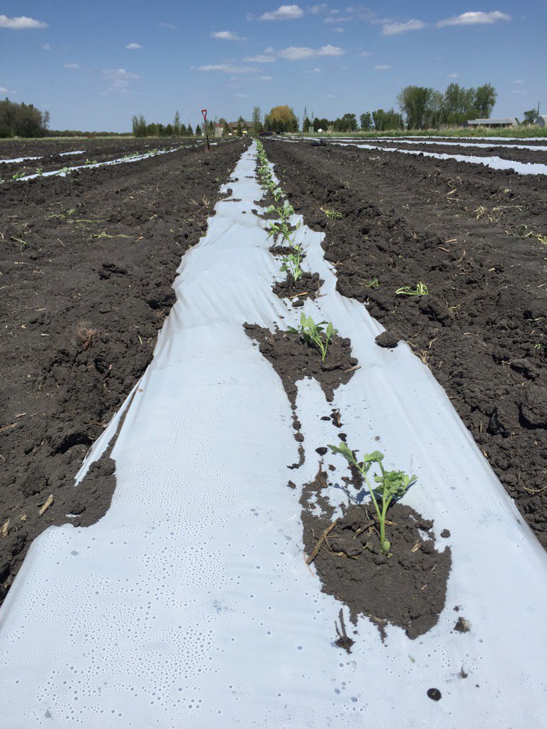 GreenAcresMB's tweet photo. Tomatoes are transplanted! A rain would be welcome. https://t.co/QeJU6HfC73