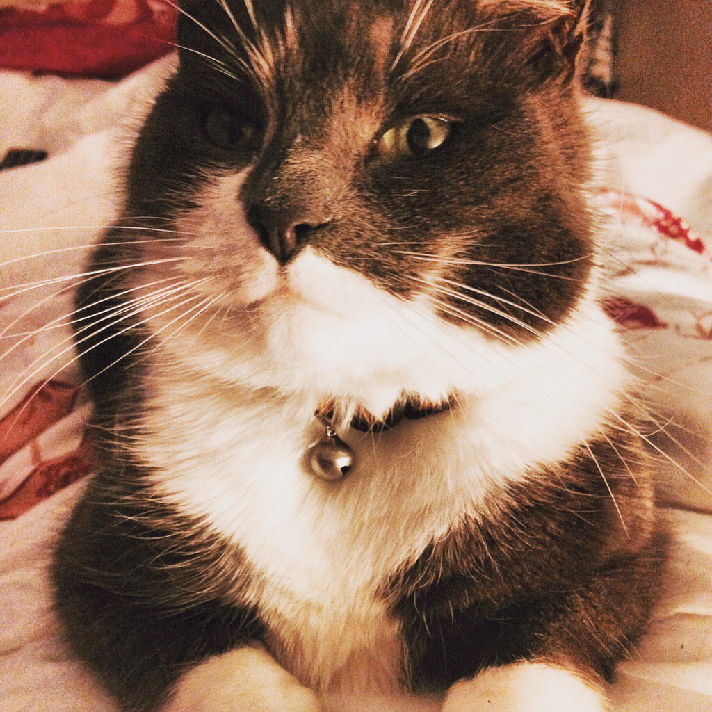 GeorgieAshcroft's tweet photo. #AmazonPets  beautiful socks. #bestfriend https://t.co/D2XBrfXUPd