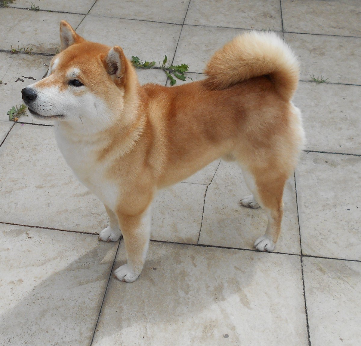 Knoxvila Shiba Inu On Twitter The Dreaded Shiba Shedding