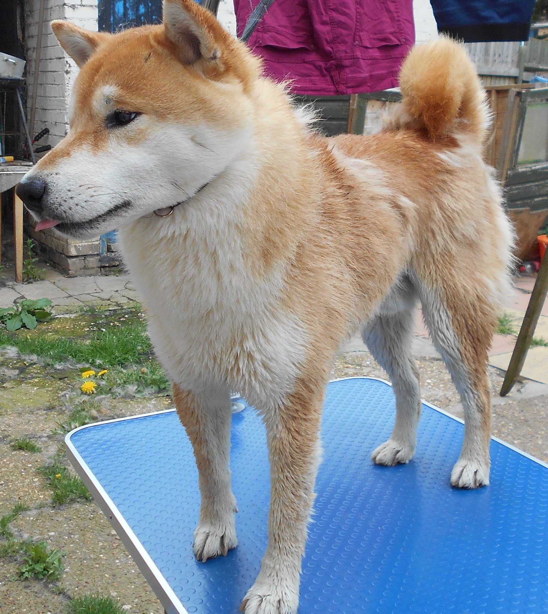 Shiba shedding 2025