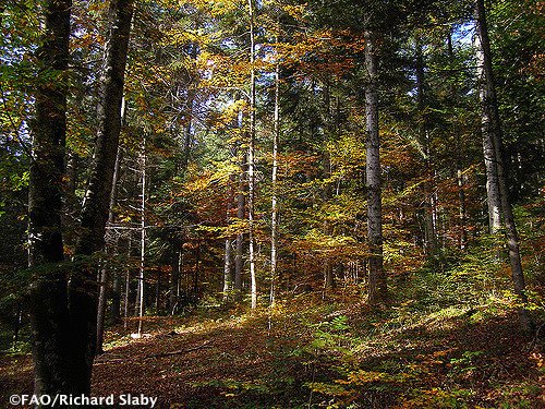 FAOKnowledge's tweet image. Forest governance can contribute to #foodsecurity &amp;amp; #climatechange mitigation bit.ly/20cLCBA   #COFO23