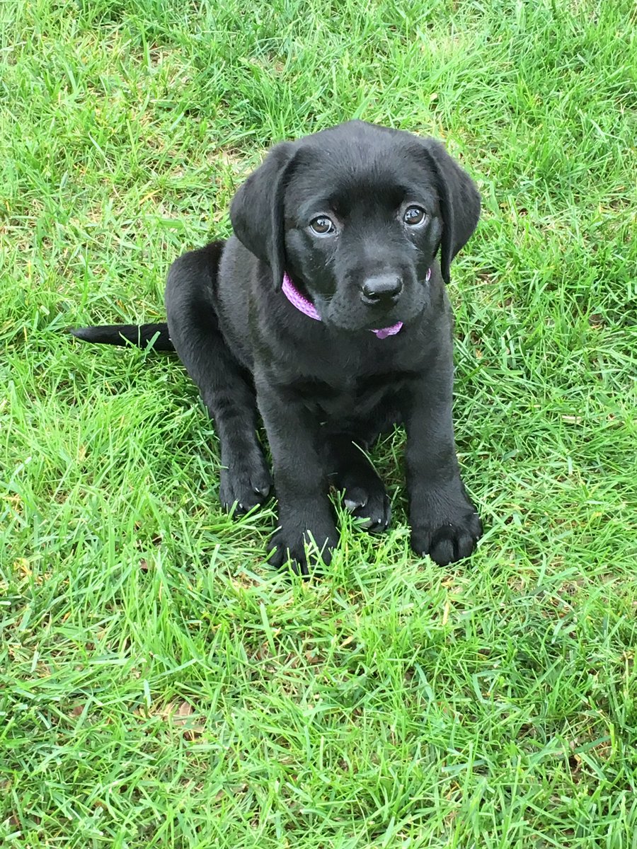 kyleoverturf's tweet photo. Meet the newest member of our family Maggie https://t.co/1Q0QeO7Ac1