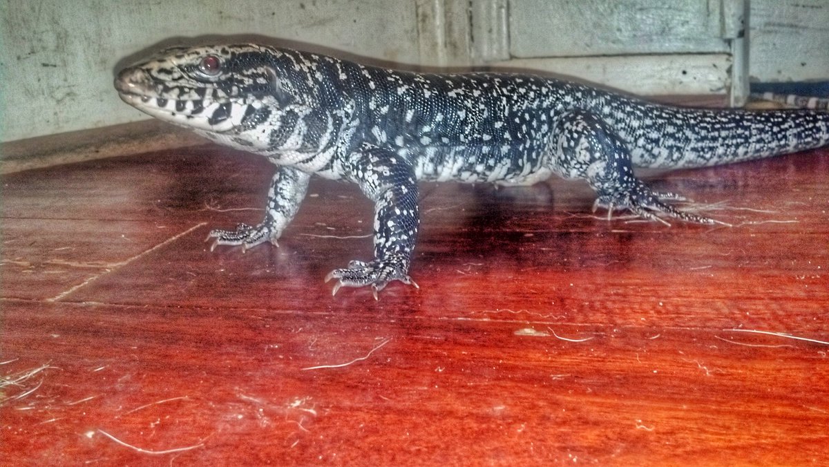 kendallshaw1993's tweet photo. Krueger out roaming for a bit #columbiantegu #blackandwhitetegu #tegu #reptile #lizard #exotic #pet https://t.co/w0dzz9MUWm
