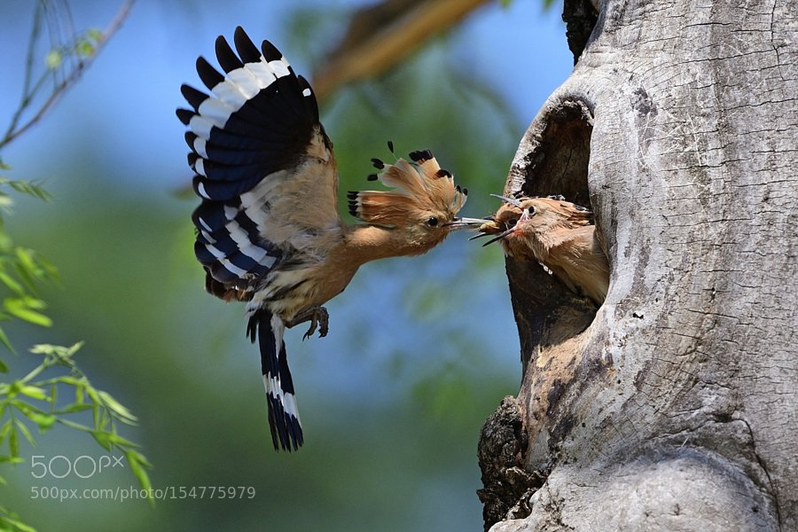 maria26915's tweet photo. feeding moment #tree #nest #feeding #chicks #Common Hoopoe https://t.co/qApNZ6nULh