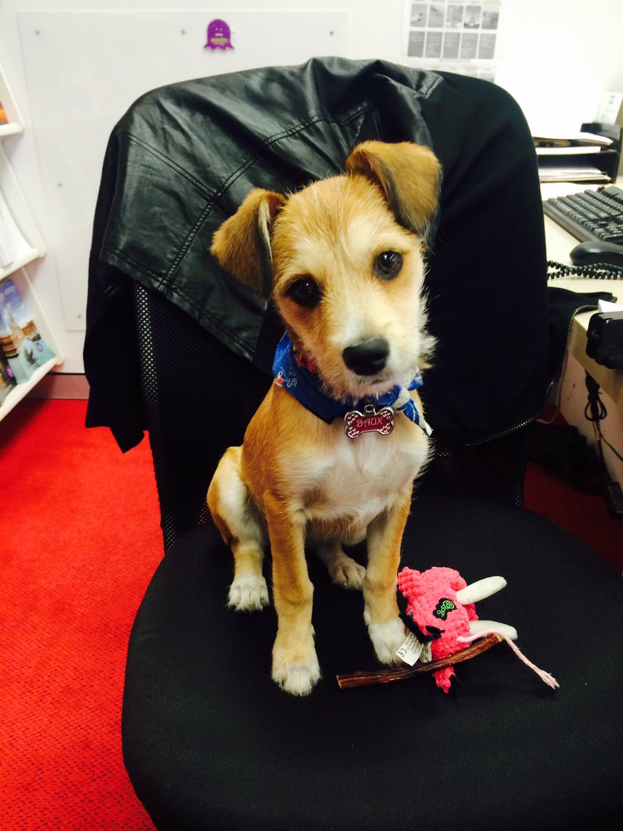 FC_KingShaw's tweet photo. Interning for the day! #FlightCentre #fckingshaw #libertyvillage #cutestintern #baux https://t.co/hC42EuJt2E