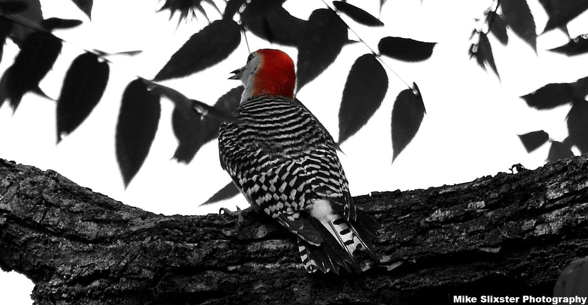 MikeSlickster's tweet photo. #Birding in Monochrome Woodpeckers #RedBreasted #Downy #Photography https://t.co/23QlQfiB1l