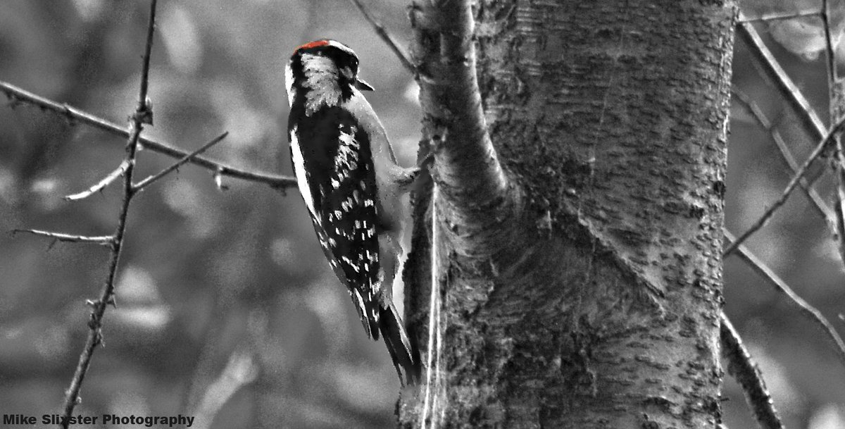 MikeSlickster's tweet photo. #Birding in Monochrome Woodpeckers #RedBreasted #Downy #Photography https://t.co/23QlQfiB1l