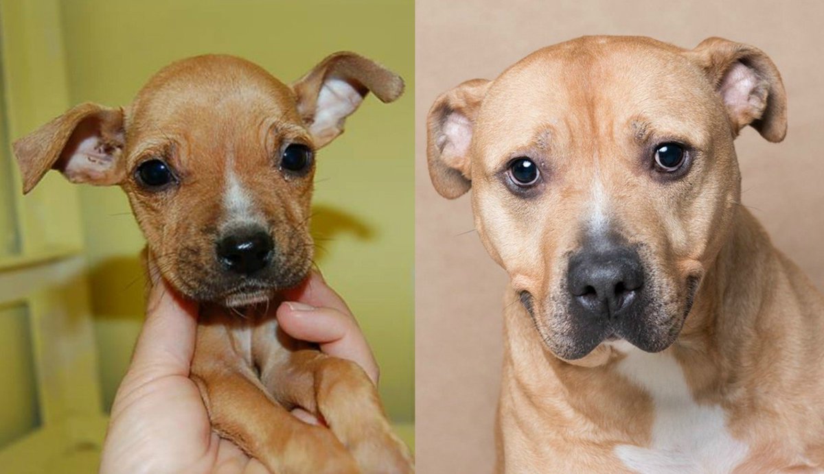 After 9 long years, Rockie is still waiting for his forever home. Could that be with you? thedo.do/1TL3b7m