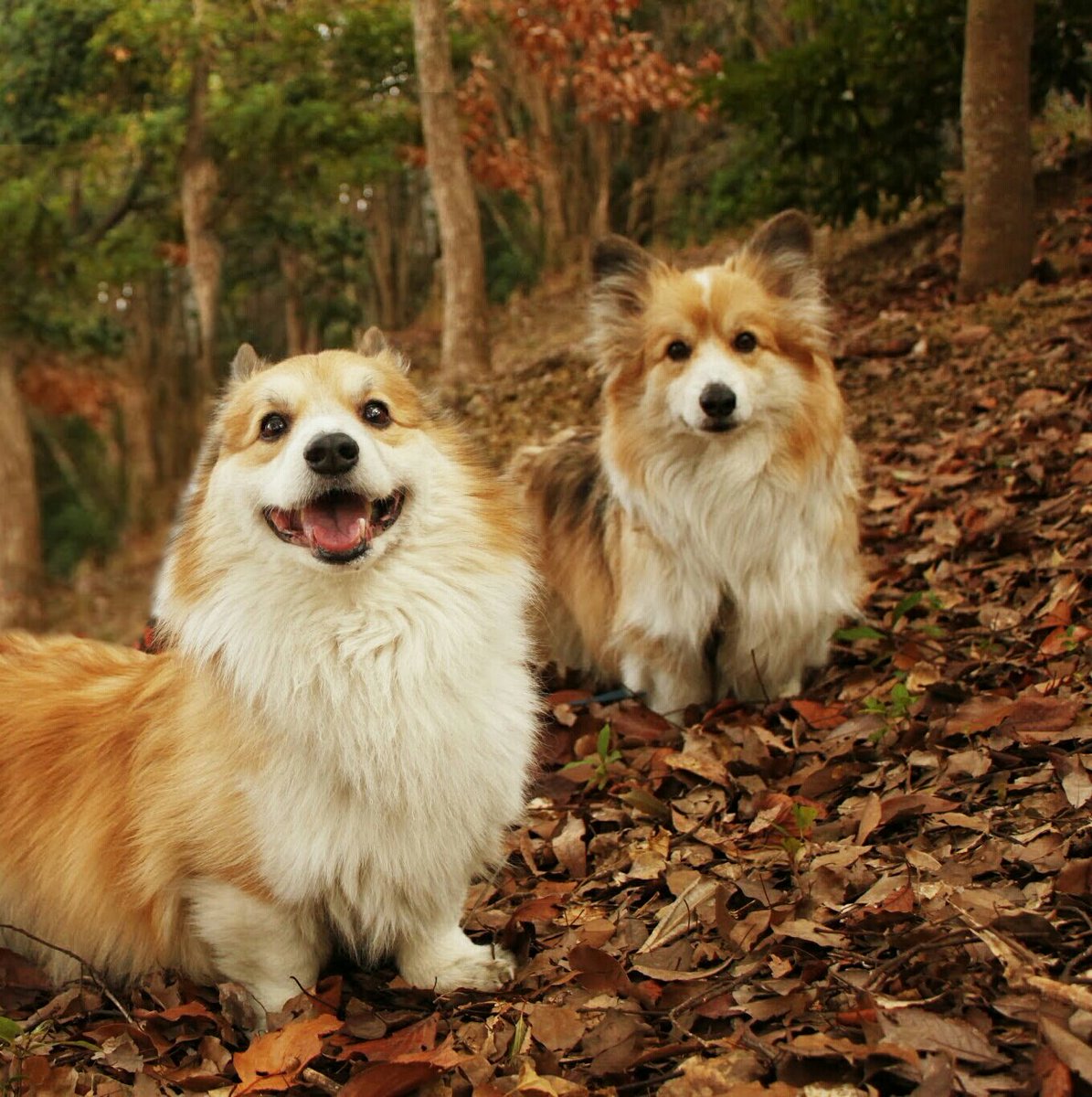 壁紙 序文 ゴールド コーギー 子犬 フラッフィー Hpal Jp