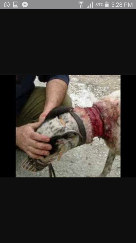 AlanRam100tific's tweet photo. #AnimalGolpeadoAnimalFeliz https://t.co/j5MNPjmUsH