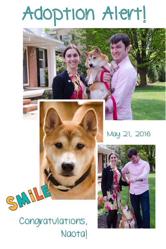 DCShibaRescue's tweet photo. #AdoptionAlert! Congratualations to Naota and his #foreverfamily! https://t.co/qk6oG6bqsX #fosterfail #happytails https://t.co/1ZWsCrlC5P