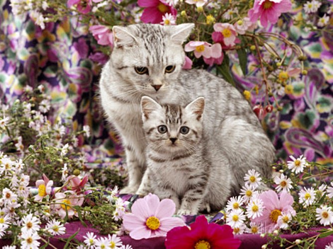 Весенняя лень. Британская короткошёрстная кошка. Цветы и животные. Кошка с цветами. Кошечка в цветах.