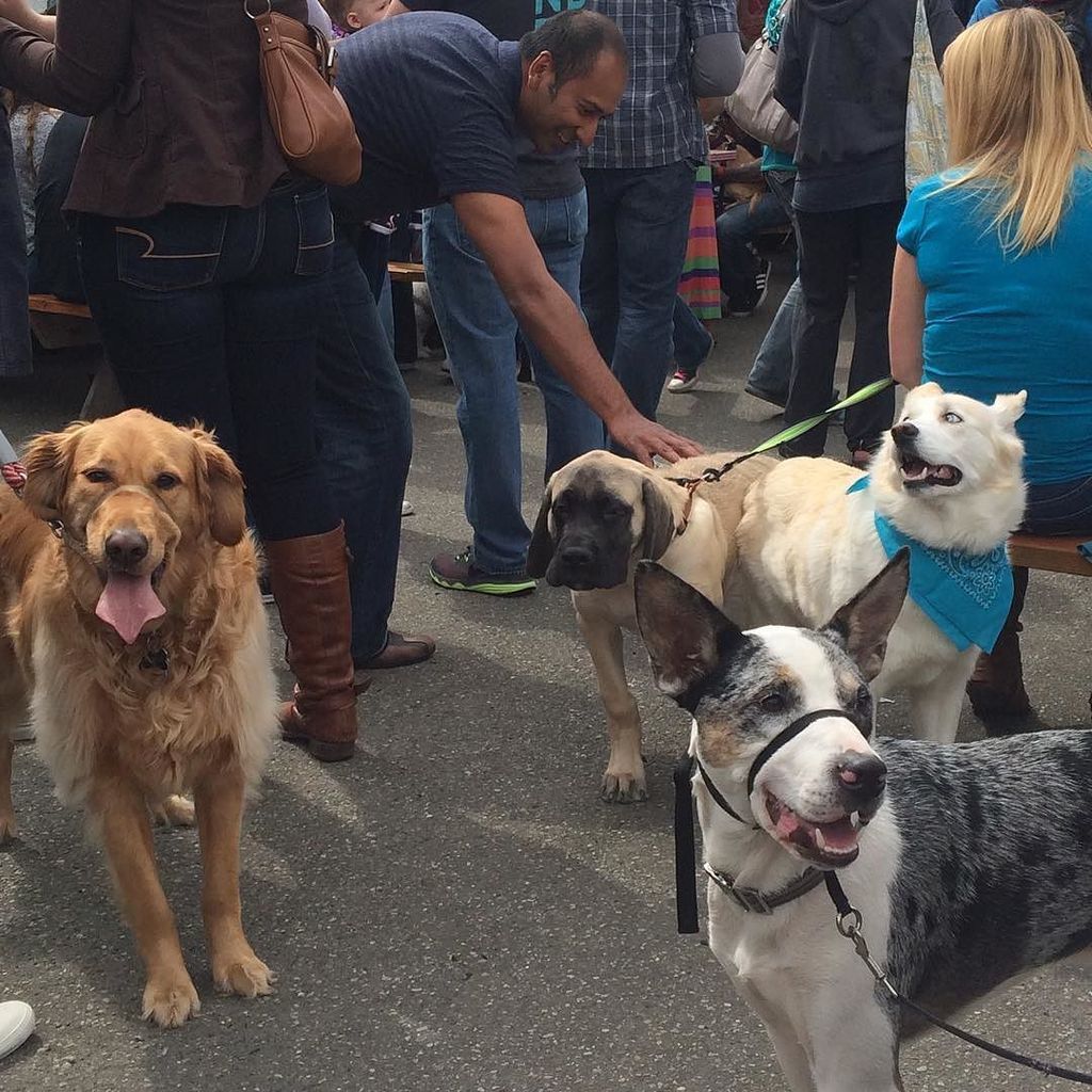 TweeterBham's tweet image. But guys look at all the dogs I pet today! #pupsnpints #schweinhaus #beer #dogs #yelp #Bel… ift.tt/1TmJZm8