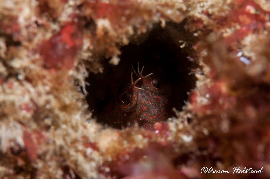 nullframe_'s tweet image. Pre-trip gear testing… aaronhalstead.com/2016/05/21/pre…