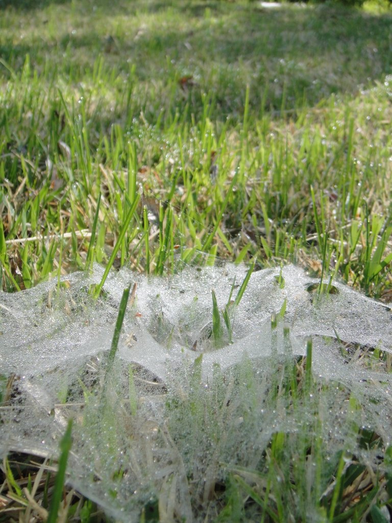 芝生の害虫駆除 種類と殺虫剤 芝生の手入れ Com