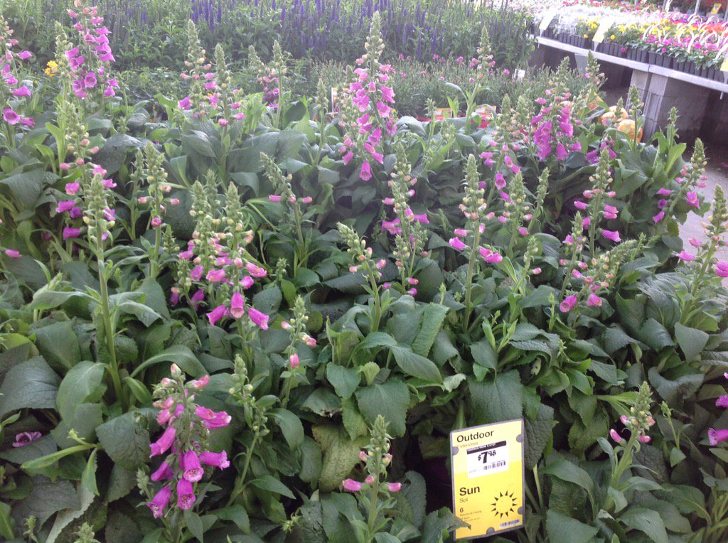 PPSKare's tweet image. Myrtle Beach SC THD 1116 invites you to shop the garden centres&amp;amp;create your magic #cusUnday @PPSinHD @JulieWelsh12