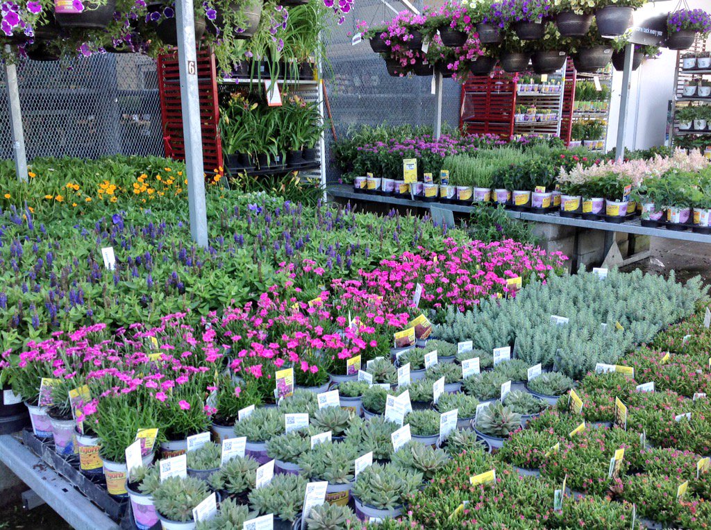 PPSKare's tweet image. Myrtle Beach SC THD 1116 invites you to shop the garden centres&amp;amp;create your magic #cusUnday @PPSinHD @JulieWelsh12