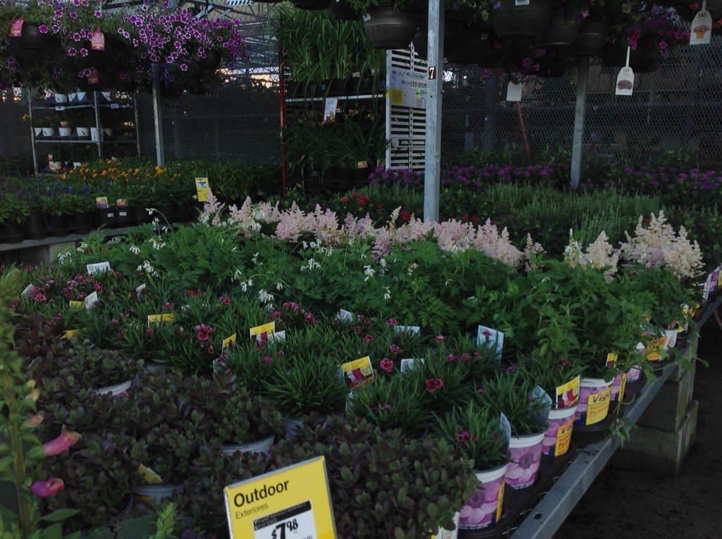 PPSKare's tweet image. Myrtle Beach SC THD 1116 invites you to shop the garden centres&amp;amp;create your magic #cusUnday @PPSinHD @JulieWelsh12
