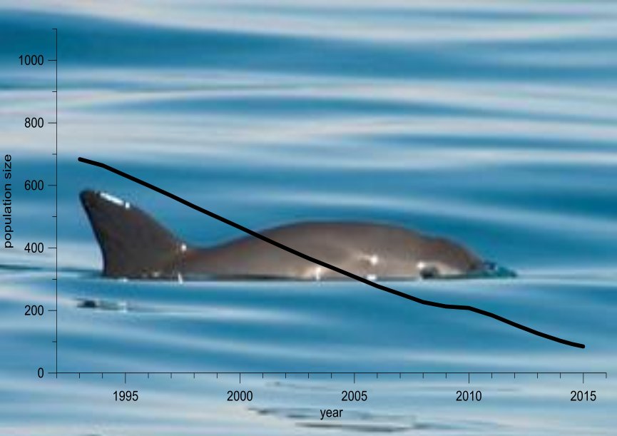 World’s most endangered marine mammal,  the vaquita, in jeopardy <a href="/GulfCalifornia/">Gulf of California</a> #BCSIN  bcs-mx.com/Vaquita-endang…
