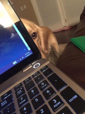 100% Animals tweet media