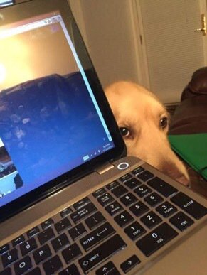 100% Animals tweet media