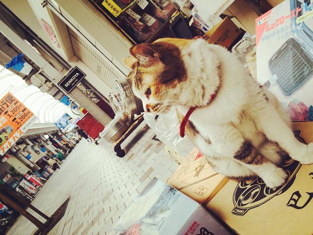 Satos_Cafe_Bar's tweet photo. 香川は高松よりおはようさん 其の二。

#商店街の金物屋の猛獣
#なんかキリッとしてた
#最近よく猫と遊ぶ機会があるけど
#猫アレルギーです
#さて今夜は高松公演
#LASTVIS… https://t.co/GivimhSmdZ https://t.co/5QKfvZzLFZ