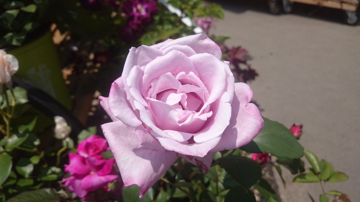 ジョイフル本田 ガーデンセンター ガーデンセンター富里店 講習会情報 バラの育て方講習会 本日 5月22日 日 14 00 ガーデンセンター富里店温室内にて 参加費無料です 初心者の方向け バラの植え方 消毒 剪定について お待ちしております