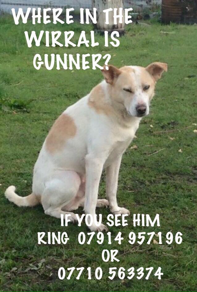 Gunner has been missing from Wirral since the 10th of May 😞 Please #RT guys and help #FindGunner ..P.s not my dog