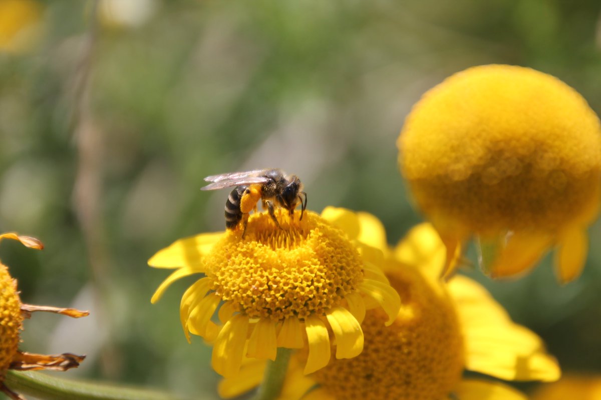 pimlemmers's tweet photo. Tegel eruit, bloem erin! Vergroen ook mee @OpSteenbreek #bijen #vlinders #bees https://t.co/vq8Nm2eCwM