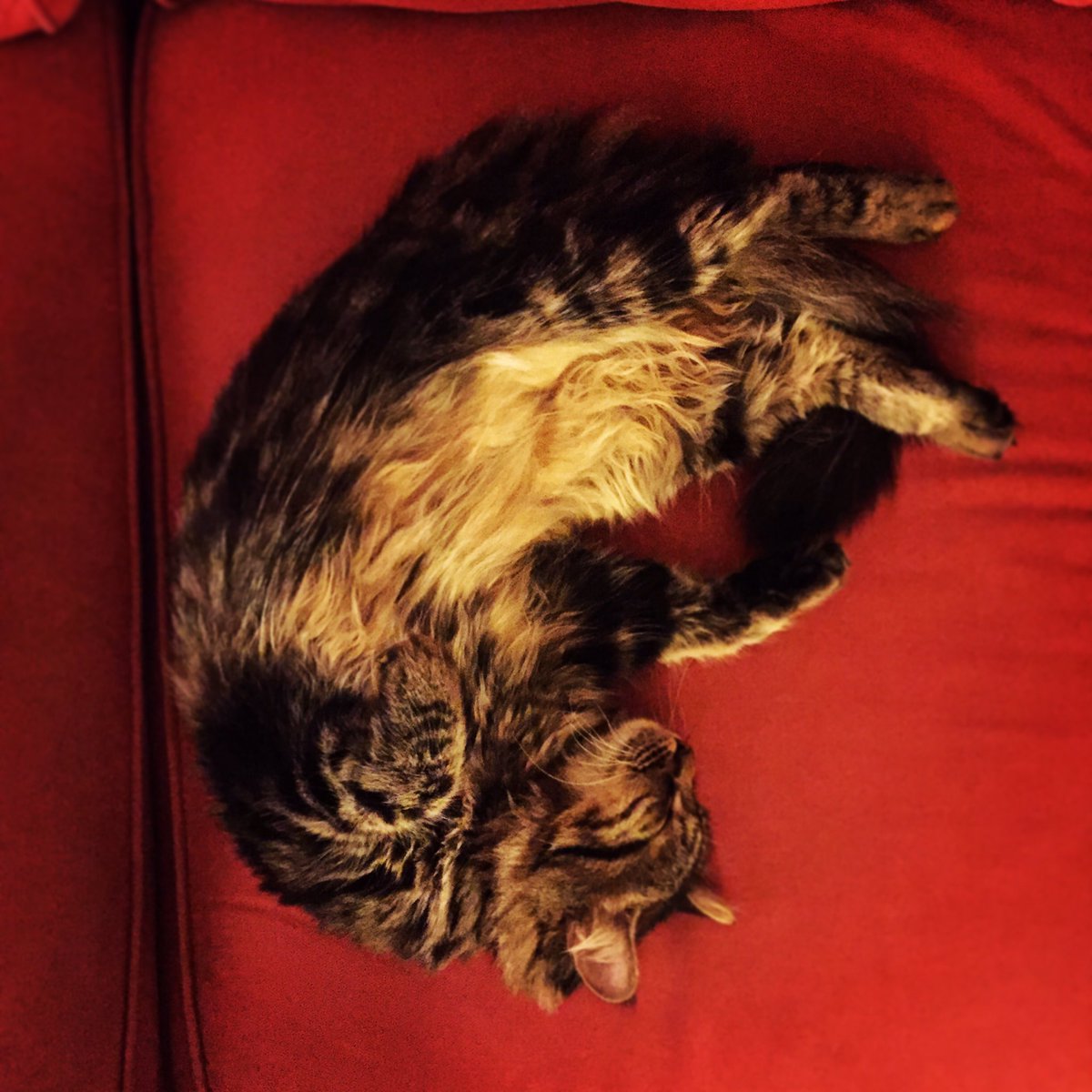 PrettyLilyKitty's tweet photo. Long day. #prettylilykitty #CatsOfTwitter https://t.co/CTphEvhLPd