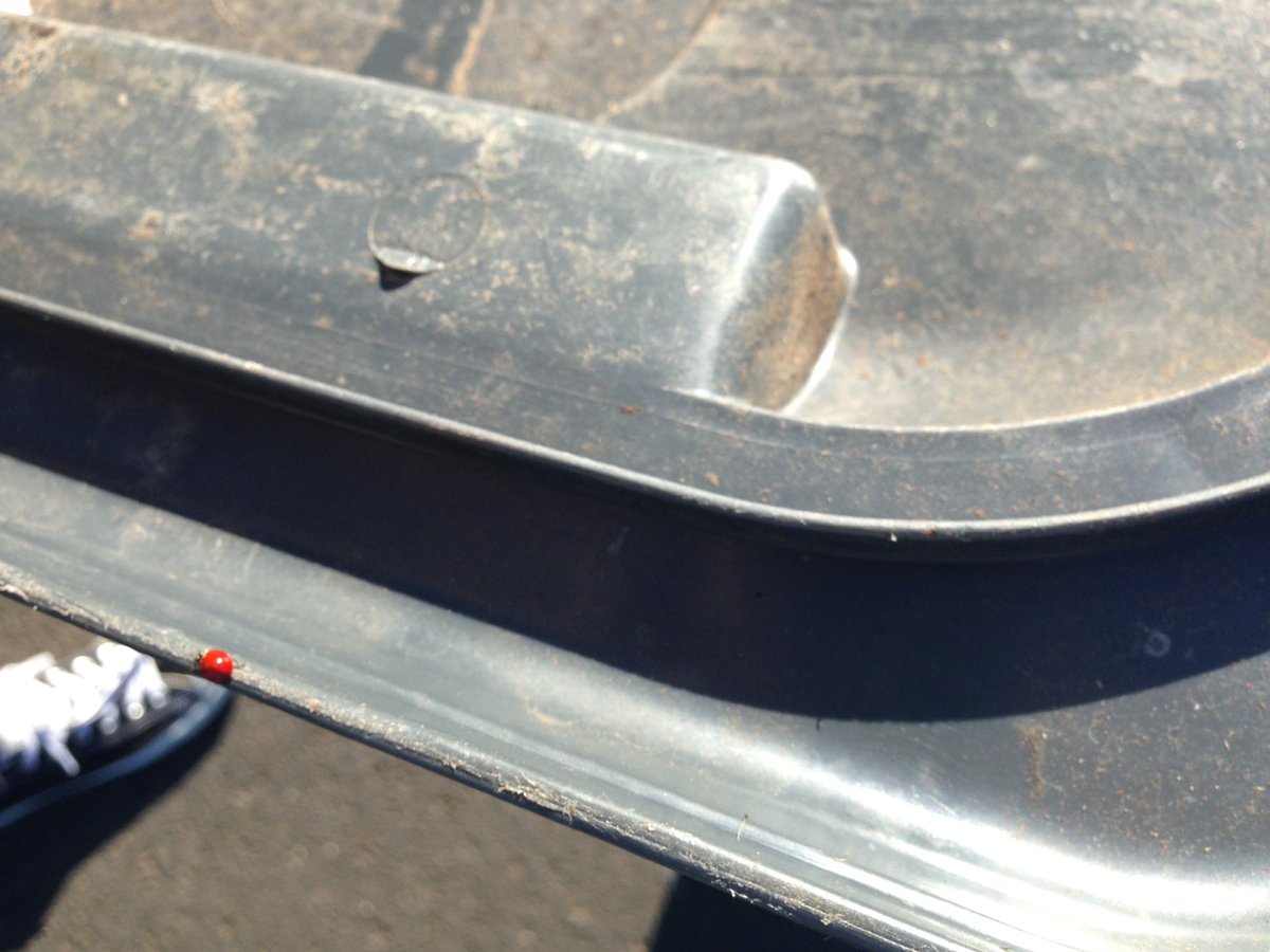 CassidyMoore_28's tweet photo. Found a cute baby ladybug 🐞 https://t.co/OuspCOCWyv