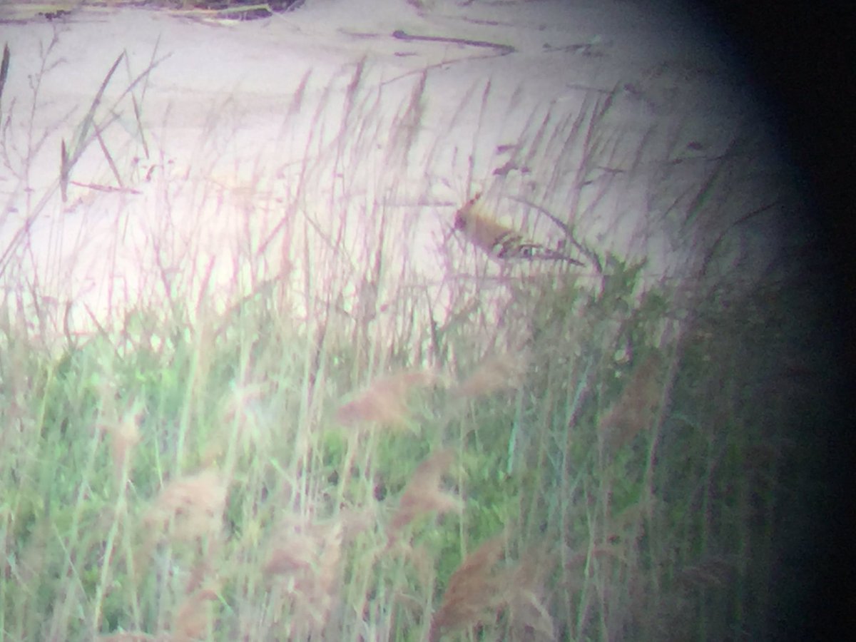 Arī pupuķis atrādās. Digiskopija. #TornuCinas