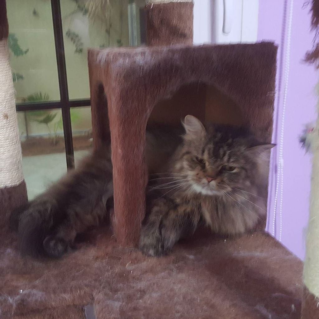 Chatchatcatcat's tweet photo. Back to work already?😣 #sleepyhead #sleepingcat #sleepycat #catqueen #instacat #dubai #kuwait #dubaicats #kuwaitcat… https://t.co/QWHCrxmOs5