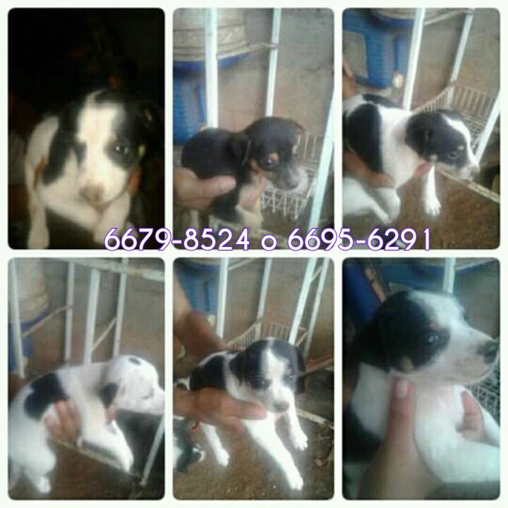 En adopción, se entregan listos. Pmá oeste💙 <a href="/CuadrillaPenny/">Cuadrilla Penny</a> <a href="/PeludosComunica/">PeludosComunican507</a> <a href="/PanamaPuntoCom/">Jayden 😈</a> <a href="/Viverolandia/">Viverolandia</a>