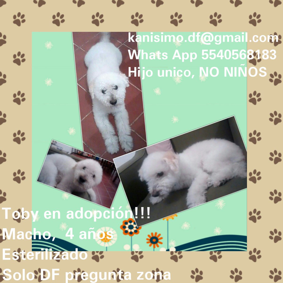 kanisimo_df's tweet photo. Me ayudan a difundir @MascotaCoyoacan @AnimaliaAdopta @Adoptamex @AdoptameMexico  @D10EN10XLOSANIM https://t.co/0IoUGyF6DZ